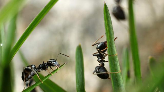 Les fourmis ont conquis presque toute la planète.
Anterovium
Fotolia [Fotolia - Anterovium]