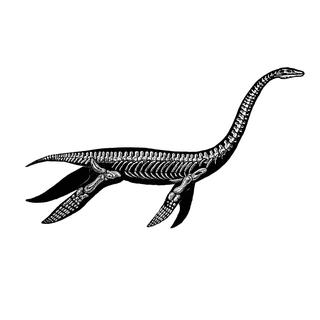 Représentation d'un plésiosaure, un reptile marin qui a disparu à la fin du Crétacé.
Erica Guilane-Nachez
Fotolia [Fotolia - Erica Guilane-Nachez]