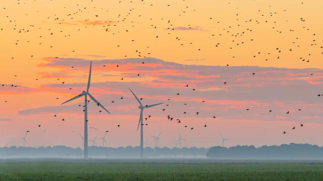 Des dizaines de milliers d'oiseaux tués chaque année par des éoliennes: faux. [Fotolia - Naj]