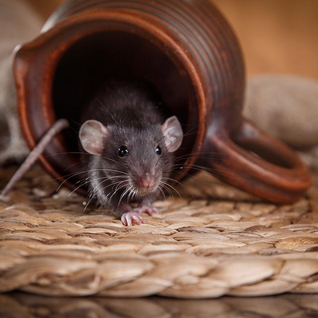 Le rat s'acclimate bien au milieu urbain.
annaav
Fotolia [Fotolia - annaav]