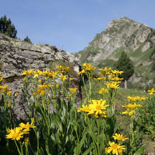 L'Alpinum de Neuchâtel propose notamment un "morceau" végétal des Pyrénées.
arenysam
Fotolia [Fotolia - arenysam]