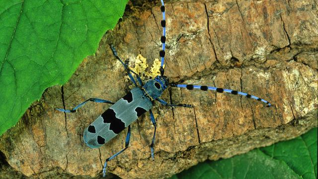 La Rosalie des Alpes est un coléoptère qui peut servir d'indicateur de la qualité de son écosystème.
OSCAR
Fotolia [OSCAR]