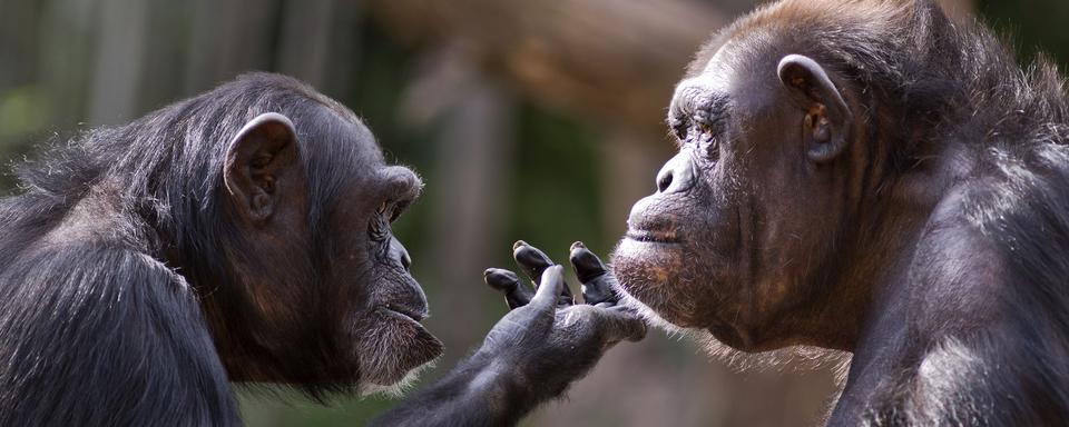 Une intelligence animale de compétition. [Fotolia - Patrick Rolands]