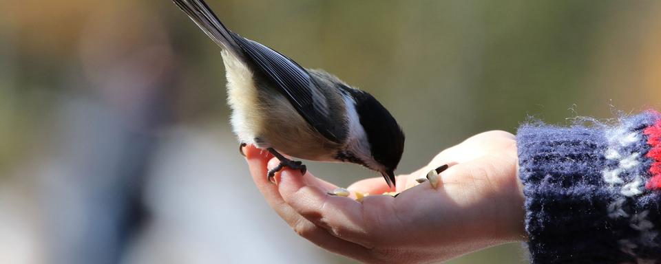 Innovation, apprentissage social et coopération chez les animaux. [Fotolia - Pascal Huot]