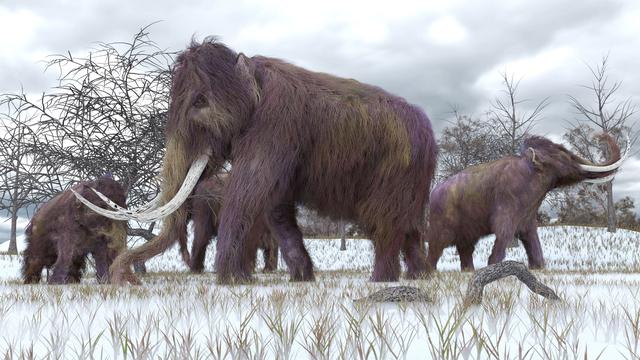 Des mammouths dans le permafrost de Sibérie. [Fotolia - auntspray]