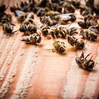 Les successeurs aux néonicotinoïdes sont tout aussi nocifs pour les abeilles.
stefano
Fotolia [stefano]