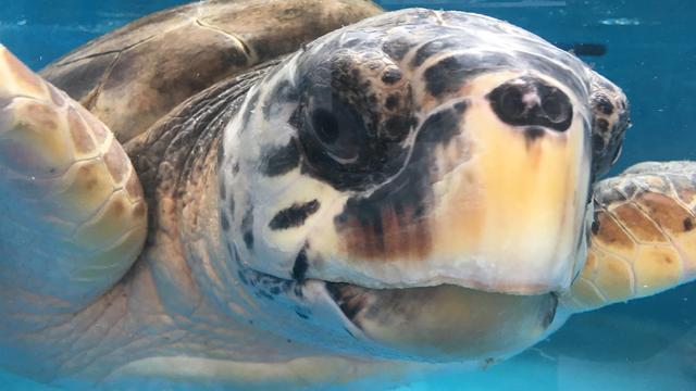 Une des tortues caouanes "hospitalisées" au Centre de conservation de Portici.
Silvio Dolzan
RTS [RTS - Silvio Dolzan]