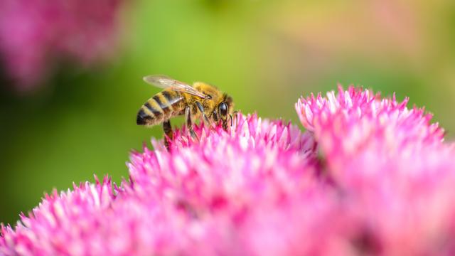 Les néonicotinoïdes, des insecticides qui ne servent à rien. [Fotolia - eloko67]