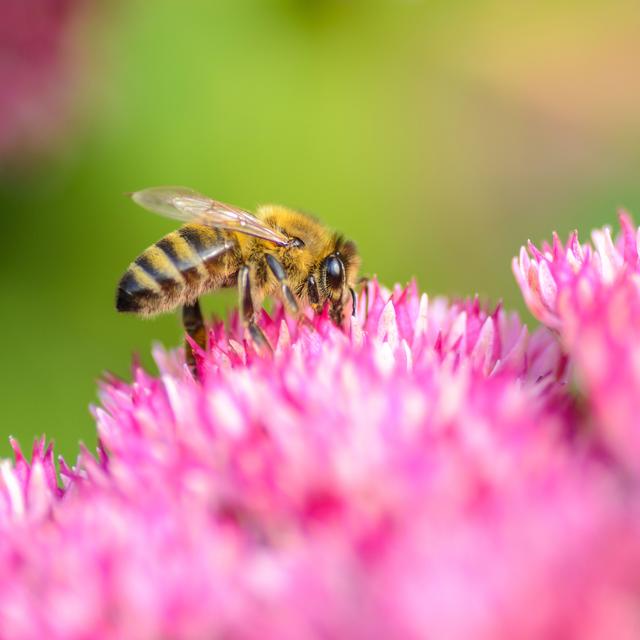 Les néonicotinoïdes, des insecticides qui ne servent à rien. [Fotolia - eloko67]