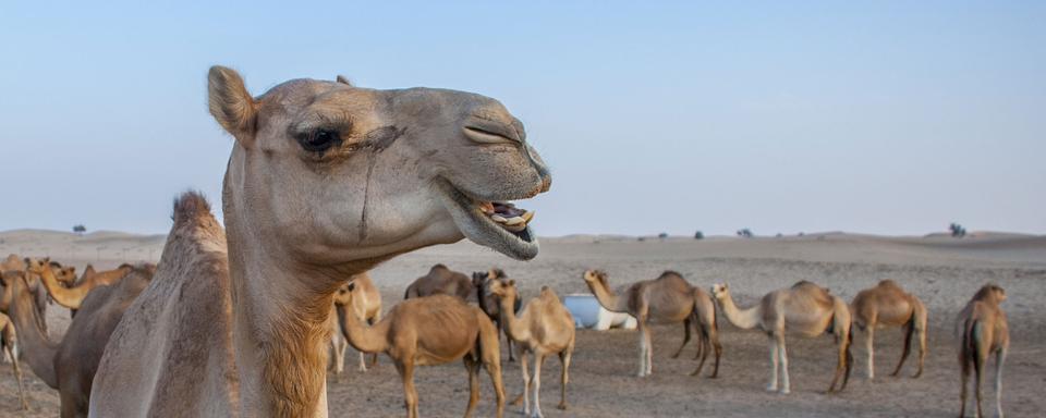 Des animaux accros au chaud: le dromadaire. [Fotolia - Ivan Taborau]