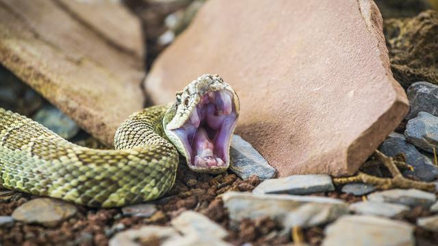 Un crotale prêt à mordre.
Clement Horvath
Fotolia [Clement Horvath]