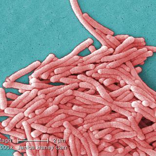 Des bactéries Legionella pneumophila. [USDHHS - Centers for Disease Control and Prevention]