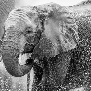 Comment font les éléphants d'Afrique pour se refroidir. [Fotolia - simoneemanphoto]