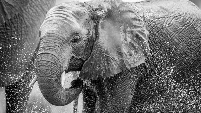 Comment font les éléphants d'Afrique pour se refroidir. [Fotolia - simoneemanphoto]