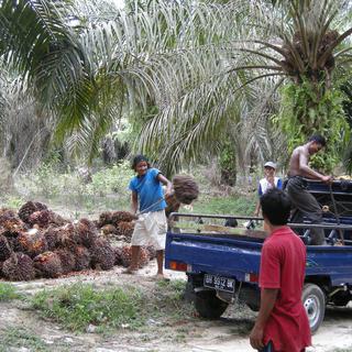 Culture de palmiers à huile en Indonésie.
Image dans dossier de presse EPFL.
EPFL
WSL [WSL - EPFL]