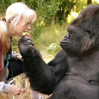 Penny Patterson et son "élève" Koko.
STR/The Gorilla Foundation
AFP [STR/The Gorilla Foundation]