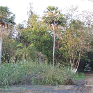 Parc forestier et zoologique de Hann (Dakar, Sénégal). [Wikicommons - Myriam Louviot]