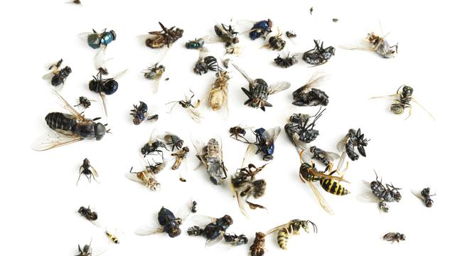 Plus d’un tiers des insectes ont disparu durant les dix dernières années.
imagebrokermicrostock
Depositphotos [imagebrokermicrostock]