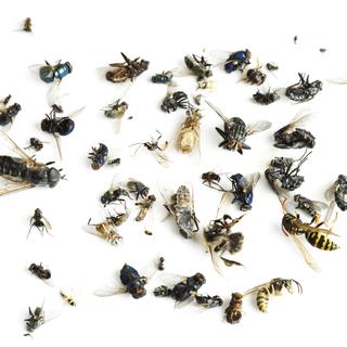 Plus d’un tiers des insectes ont disparu durant les dix dernières années.
imagebrokermicrostock
Depositphotos [imagebrokermicrostock]