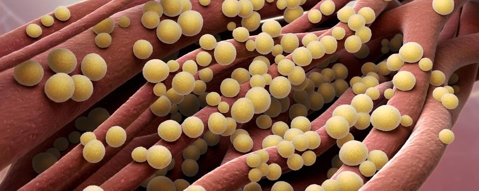 Staphylococcus aureus. [Depositphotos - iLexx]