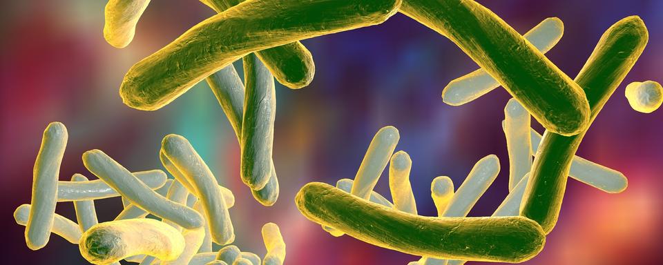 Le mycobacterium tuberculosis, ou bacille de Koch, responsable de la tuberculose. [Depositphotos - katerynakon]