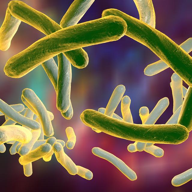 Le mycobacterium tuberculosis, ou bacille de Koch, responsable de la tuberculose. [Depositphotos - katerynakon]