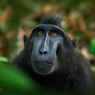 Le Macaque noir se nourrit de plus de 145 espèces de fruits, et a une importance cruciale pour la dispersion des graines de nombreux arbres. Or il est actuellement en danger critique d'extinction. [Depositphotos - OndrejProsicky]