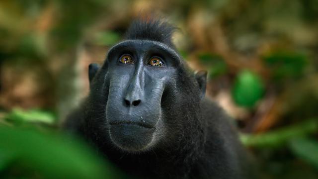 Le Macaque noir se nourrit de plus de 145 espèces de fruits, et a une importance cruciale pour la dispersion des graines de nombreux arbres. Or il est actuellement en danger critique d'extinction. [Depositphotos - OndrejProsicky]