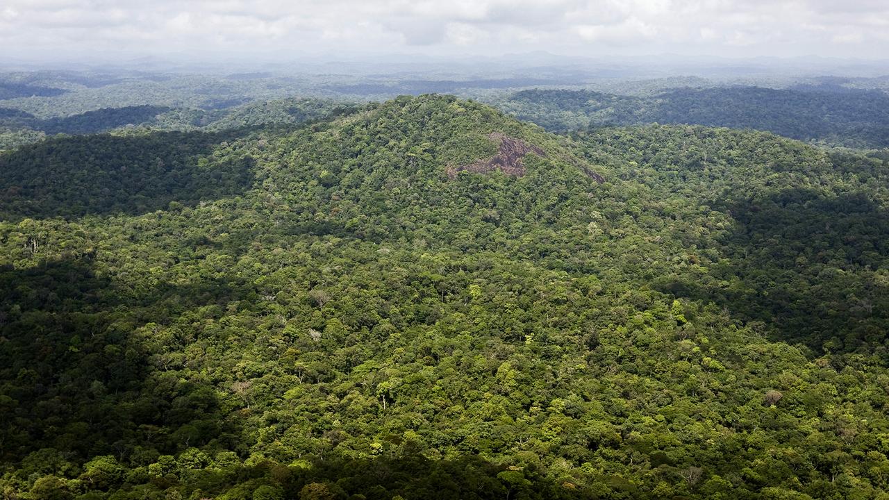 Vue aérienne de la forêt amazonienne guyanaise.
JODY AMIET
AFP [AFP - Jody Amiet]