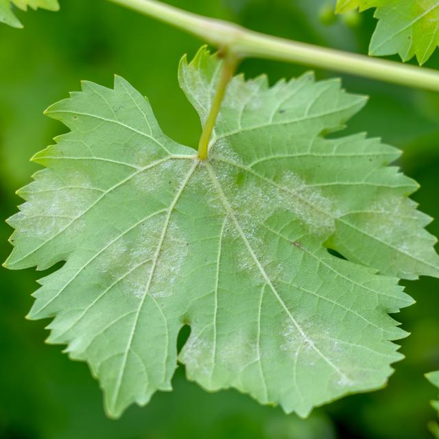 Le mildiou n’est ni un champignon, ni une plante, mais un oomycète. 
IgorK48
Depositphotos [IgorK48]