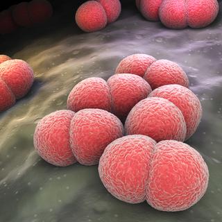 La bactérie Neisseria meningitidis (ou méningocoque), responsable de la méningite. [Depositphotos - iLexx]