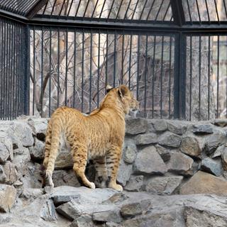 Un lionceau dans un parc animalier.
7chvetik
Depositphotos [7chvetik]