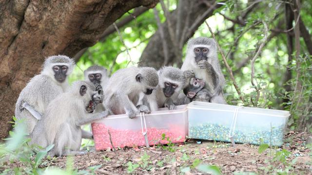 Des singes Vervet observés dans le cadre du Inkawu Vervet Project.
S. Mercier & E. van de Waal
Unine [Unine - S. Mercier & E. van de Waal]