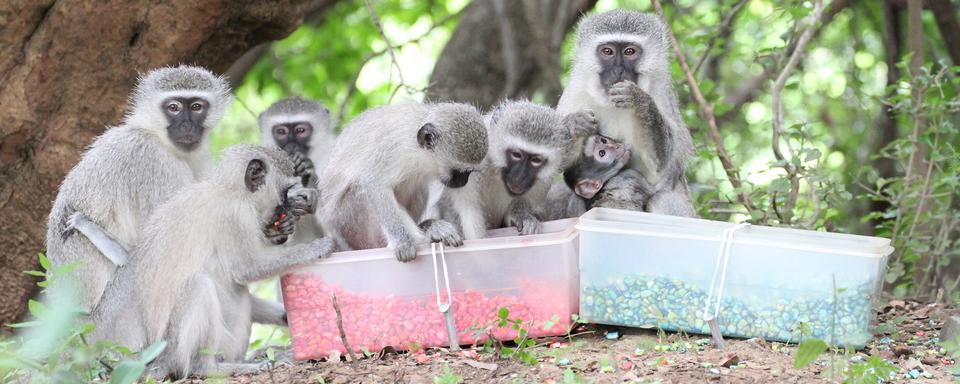 Des singes Vervet observés dans le cadre du Inkawu Vervet Project.
S. Mercier & E. van de Waal
Unine [Unine - S. Mercier & E. van de Waal]