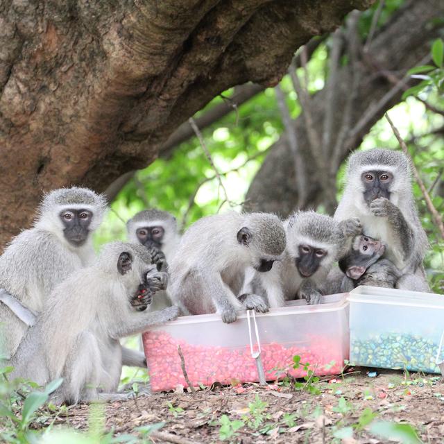 Des singes Vervet observés dans le cadre du Inkawu Vervet Project.
S. Mercier & E. van de Waal
Unine [Unine - S. Mercier & E. van de Waal]