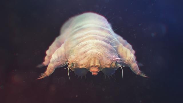 Le demodex est un tout petit acarien qui ressemble à une chenille et qui vit sur nos visages!
Kalcutta
Depositphotos [Kalcutta]