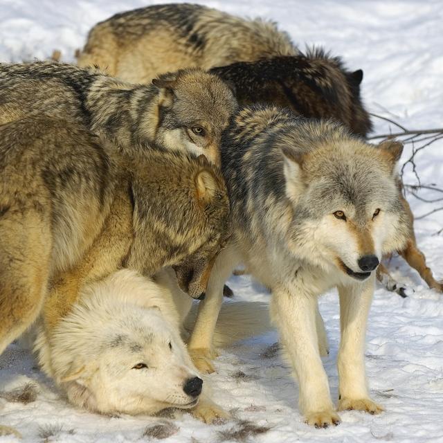 Comprendre la génétique du loup pour mieux comprendre la génétique humaine.
DesignPicsInc
Depositphotos [DesignPicsInc]