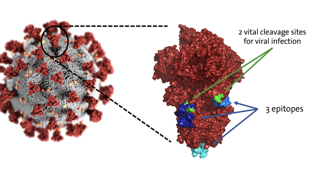 Localisation des trois sites ciblés le plus fréquemment par les anticorps humains sur les clous (ou "spikes") du coronavirus responsable du COVID-19.
UNIGE [UNIGE]
