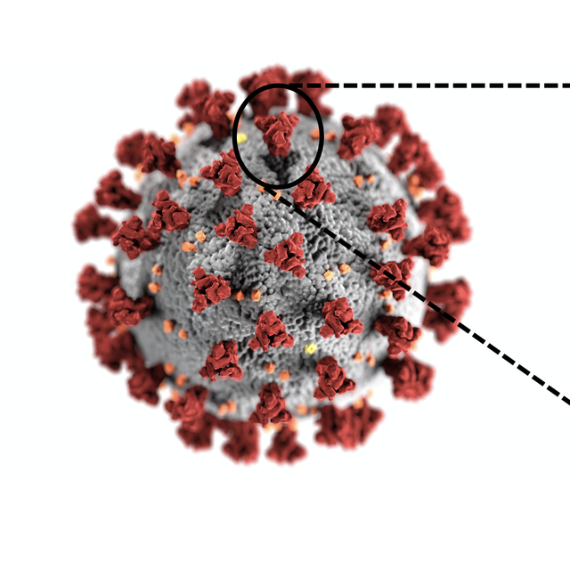 Localisation des trois sites ciblés le plus fréquemment par les anticorps humains sur les clous (ou "spikes") du coronavirus responsable du COVID-19.
UNIGE [UNIGE]