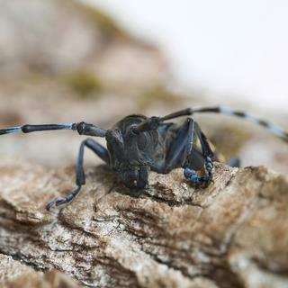 Le longicorne asiatique a des répercussions sur de nombreuses espèces d’arbres en Europe.
heiko119
Depositphotos [heiko119]