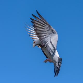 Un pigeon de course se prépare à l'atterissage.
fotocorn
Depositphotos [fotocorn]