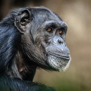 Un chimpanzé, un grand singe dont les comportements rappellent souvent l'humain.
DeepGreen
Depositphotos [DeepGreen]