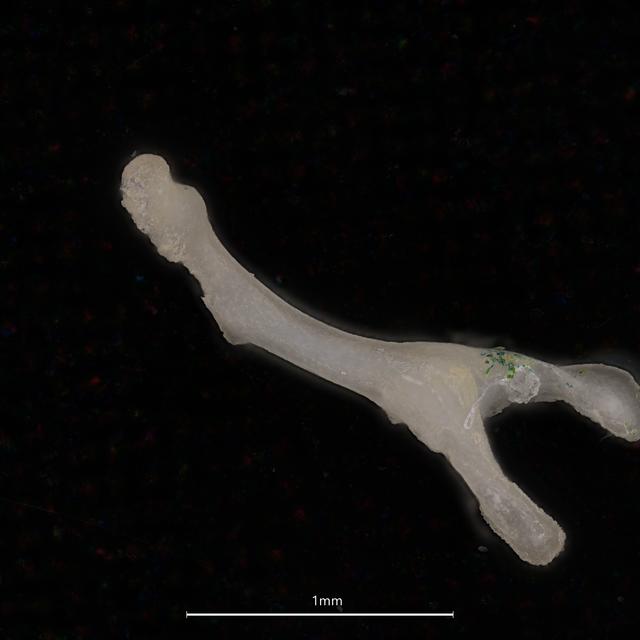 Photo d'un os clitoridien de la panthère des neiges - ©Matthias Borer, Muséum d'histoire naturelle de Bâle. [Muséum d'histoire naturelle de Bâle - ©Matthias Borer]