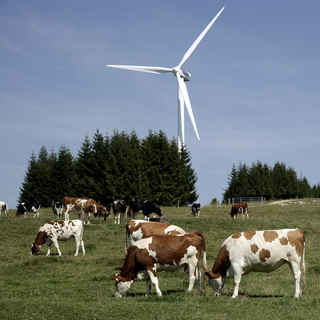 Au Mont-Crosin, dans le Jura bernois, les vaches paissent aux pieds des éoliennes.