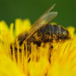 La disparition des abeilles pose un problème insoluble pour la pollinisation des plantes. miel pénurie migros [Georges Lievre]