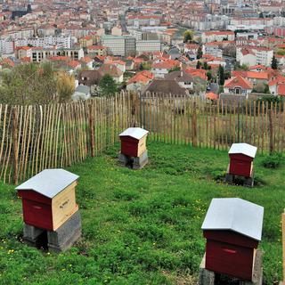 Dorénavant, les abeilles s'installent en ville. [bernard 63]