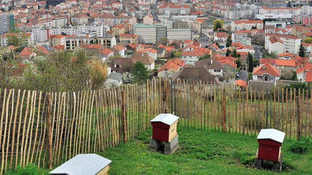 Dorénavant, les abeilles s'installent en ville. [bernard 63]