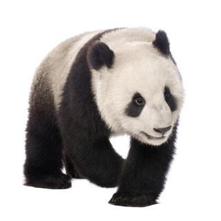 Le panda, un animal indissociable du WWF.
eric isselée 
Fotolia [eric isselée]