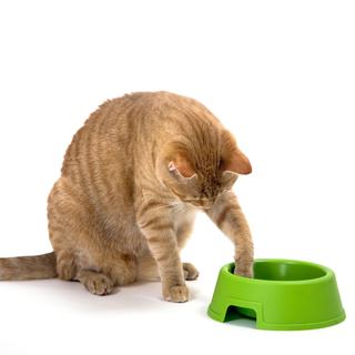 Pour les chats, la couleur de leur nourriture importe peu, pourtant on y ajoute systématiquement des colorants. [Leo]