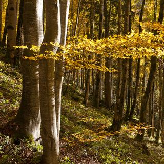 La forêt couvre 30% du territoire suisse.
martin ruetschi
keystone [martin ruetschi]